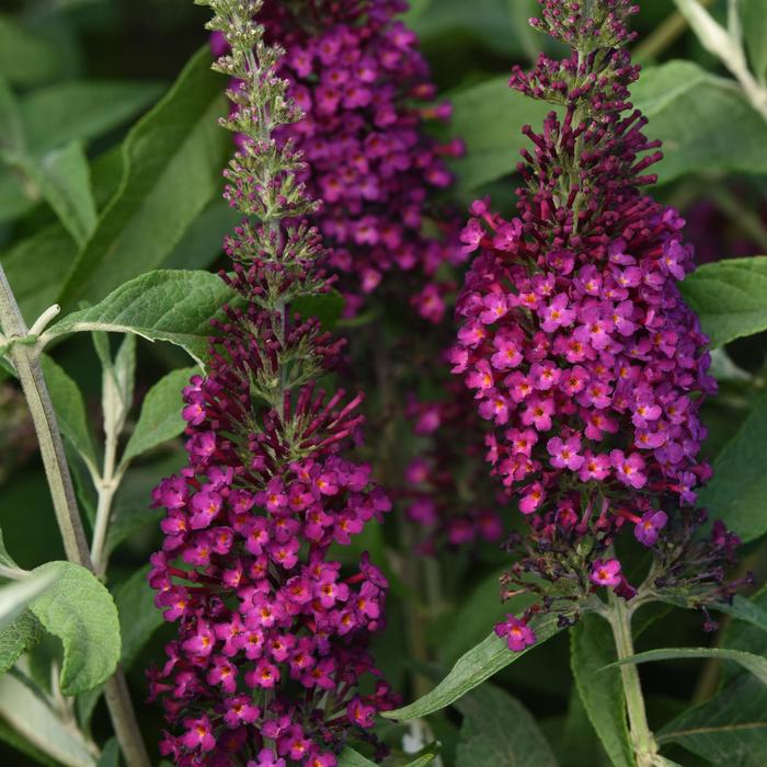 Butterfly Bush - Buddleia davidii Chrysalis™ Cranberry Butterfly Bush - Buddleia davidii Chrysalis™ Cranberry