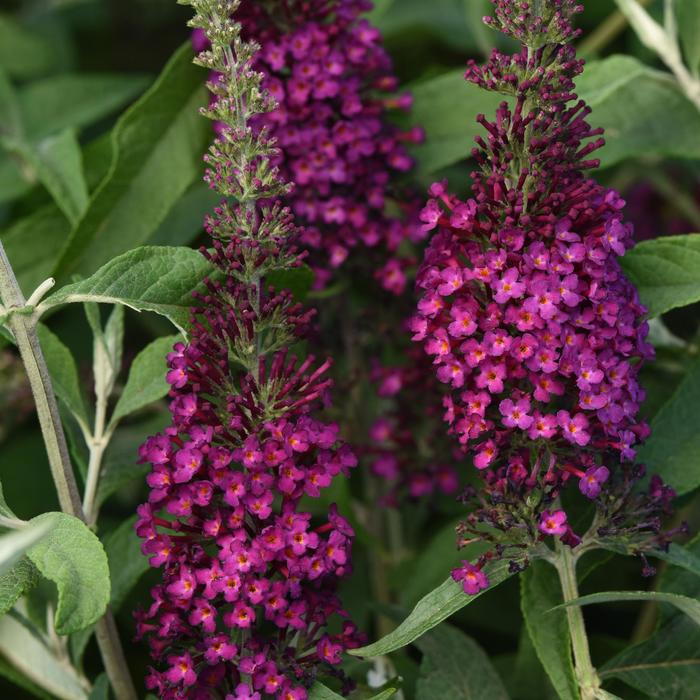 Butterfly Bush - Buddleia davidii Chrysalis™ Cranberry 