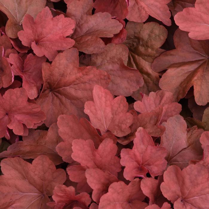 Coral Bells - Heuchera hybrid 'Carnival Cinnamon Stick'