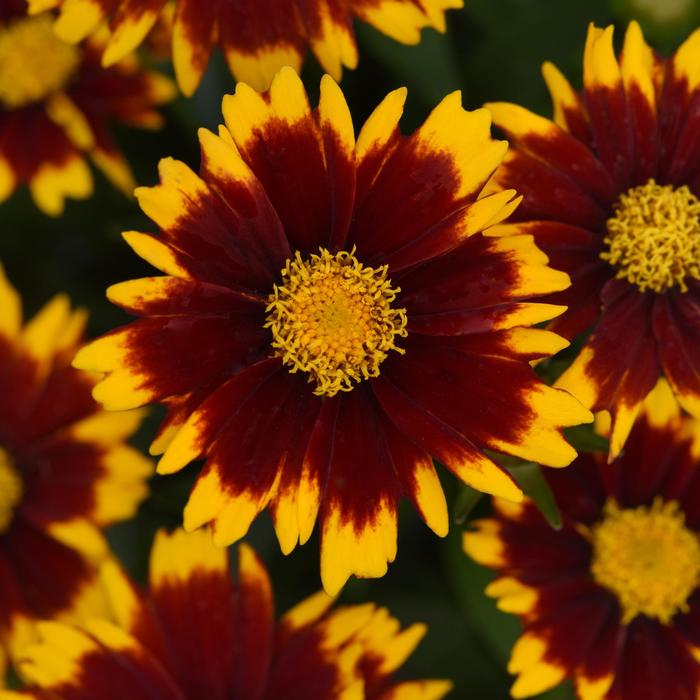 Tickseed - Coreopsis hybrid UpTick™ Red 