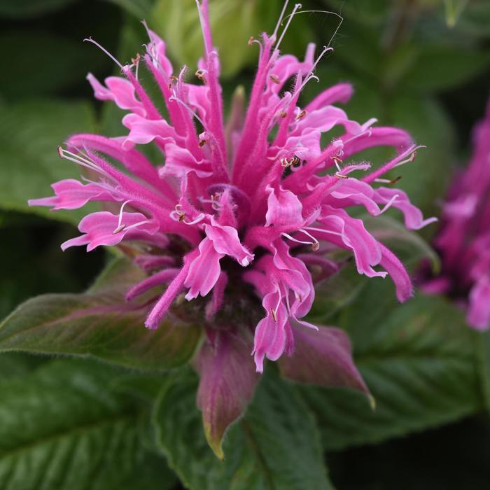 Bee Balm - Monarda didyma BeeMine™ 'Pink' Bee Balm - Monarda didyma BeeMine™ 'Pink'