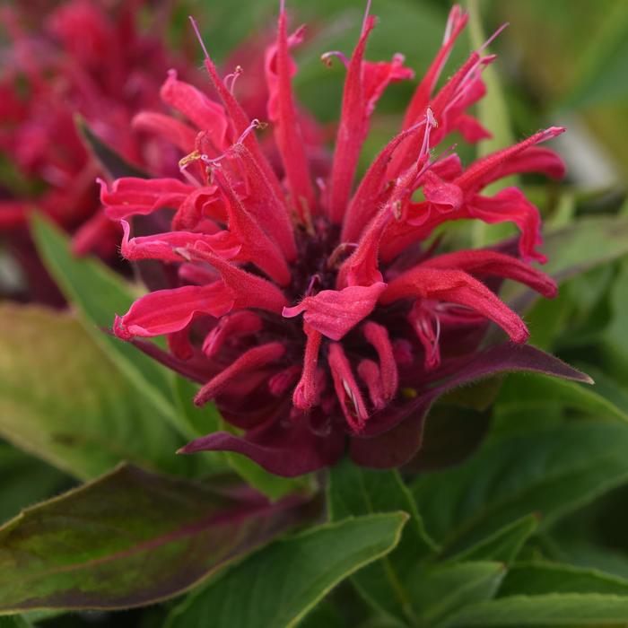 Bee Balm - Monarda didyma 'BeeMine™ Red'