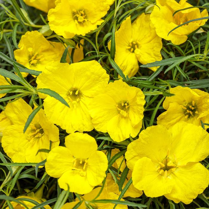 'Ladybird® Sunglow' Texas Primrose - Calylophus 'Ladybird® Sunglow' Texas Primrose - Calylophus