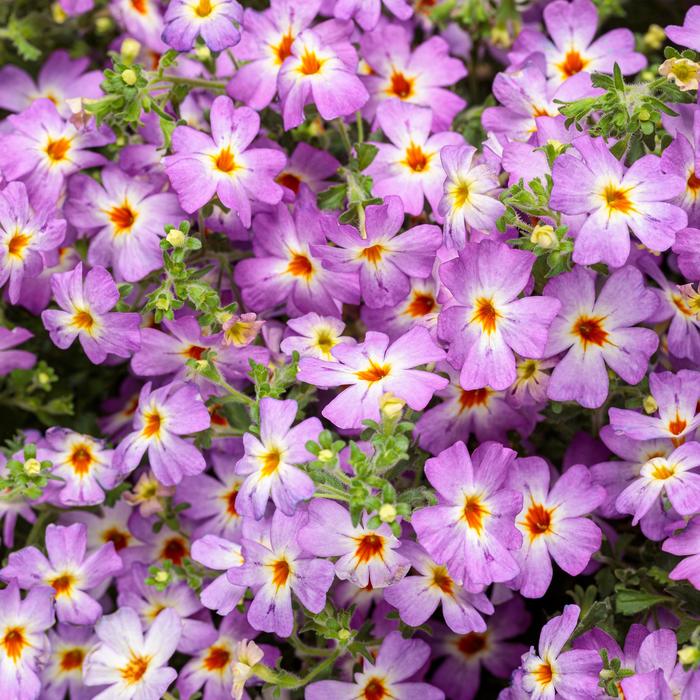 Safari™ Sky South African Phlox - Jamesbrittenia hybrid Safari™ Sky South African Phlox - Jamesbrittenia hybrid