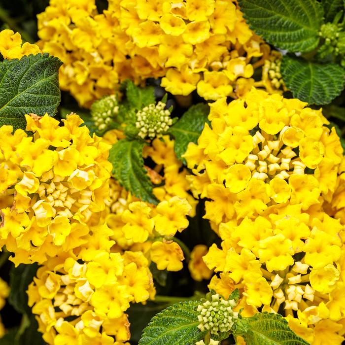 Luscious® Citron™ - Lantana 'Ballany177' PP32829, Can PBRAF (Lantana)