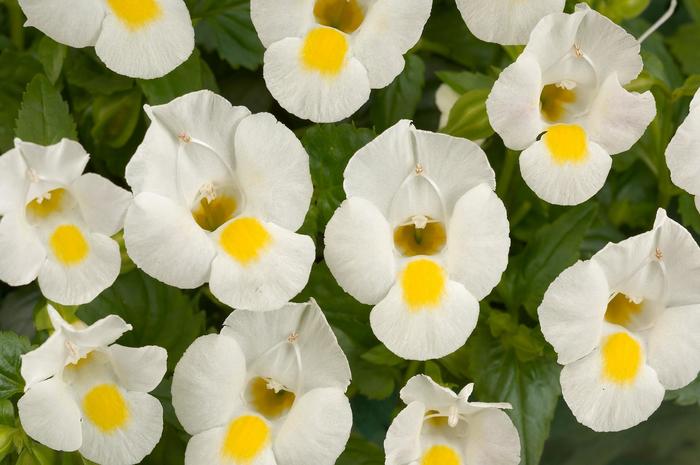 White Moon&trade; - Torenia 