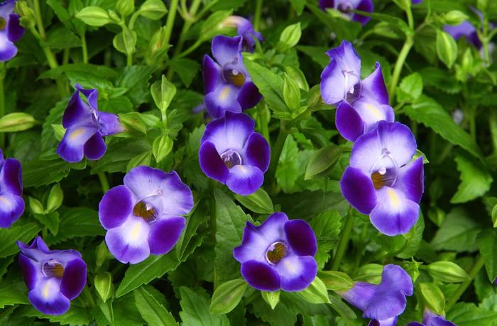 Purple Moon&trade; - Torenia 