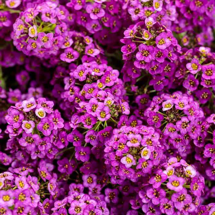 Violet Knight® Sweet Alyssum - Lobularia maritima 'Inlbuviokn' PPAF, Can PBRAF (Sweet Alyssum) Violet Knight® Sweet Alyssum - Lobularia maritima 'Inlbuviokn' PPAF, Can PBRAF (Sweet Alyssum)