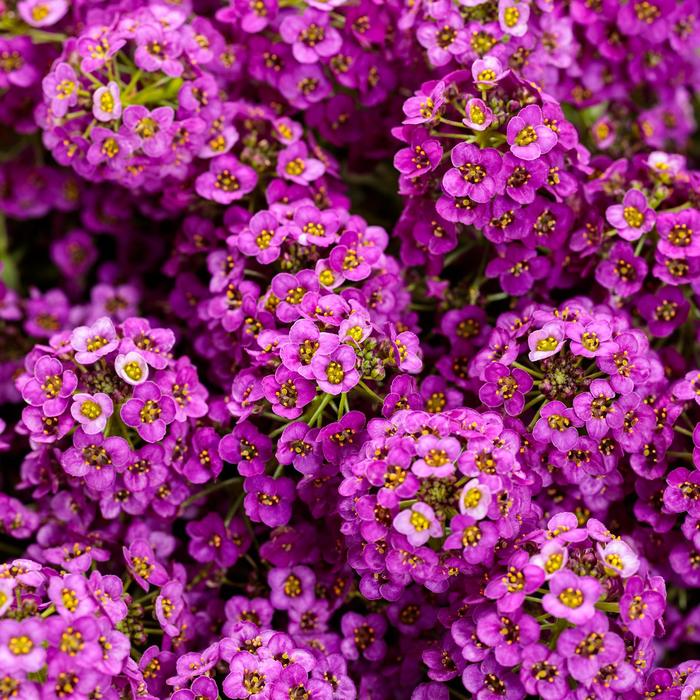 Violet Knight® Sweet Alyssum - Lobularia maritima 'Inlbuviokn' PPAF, Can PBRAF (Sweet Alyssum)