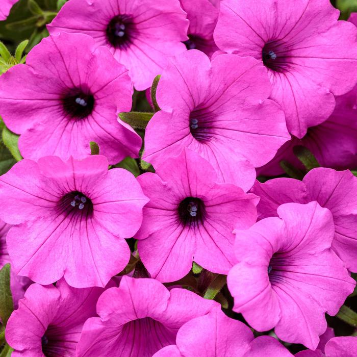 Supertunia Vista® Jazzberry® - Petunia hybrid