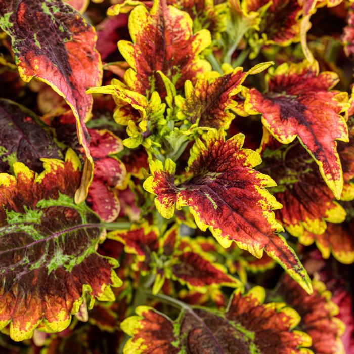 ColorBlaze® 'El Brighto' - Solenostemon scutellarioides