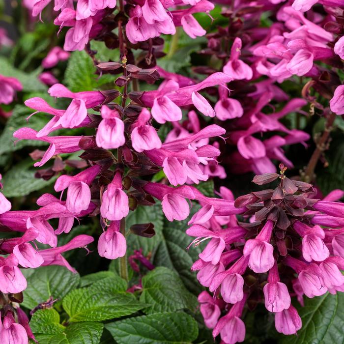 Unplugged® Pink - Salvia hybrid