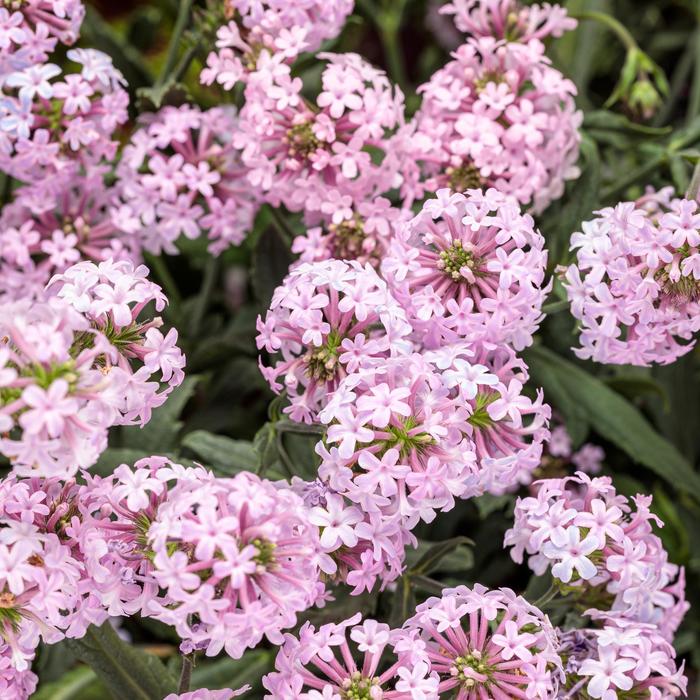 Cake Pops® Pink - Verbena rigida Cake Pops® Pink - Verbena rigida
