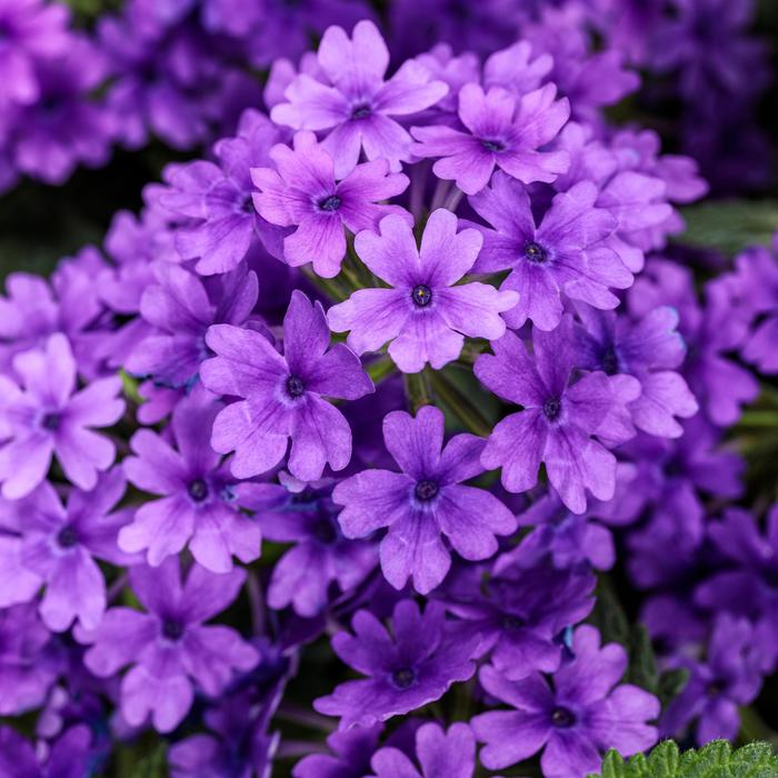 Superbena® Imperial Blue™ - Verbena hybrid Superbena® Imperial Blue™ - Verbena hybrid