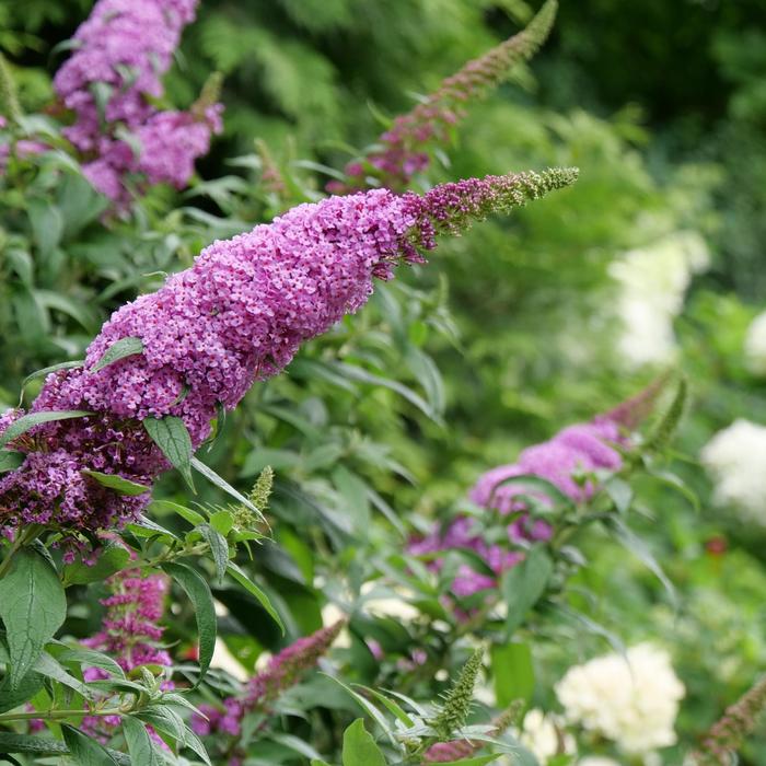'Pugster Pinker®' Butterfly Bush - Buddleia 'Pugster Pinker®' Butterfly Bush - Buddleia