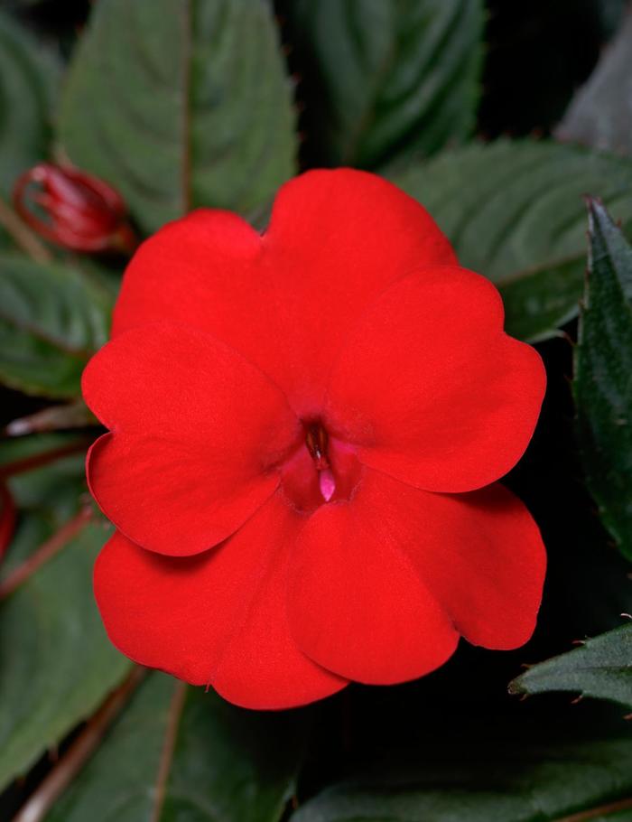 SunPatiens® Compact Deep Red - Impatiens x hybrida SunPatiens® Compact Deep Red - Impatiens x hybrida