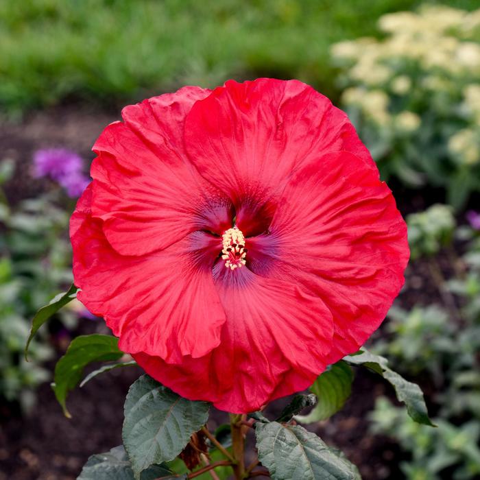 Summerific® 'Valentine's Crush' Rose Mallow - Hibiscus hybrid