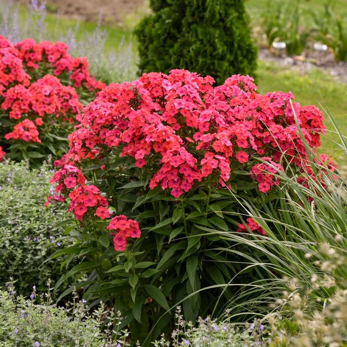 Luminary™ 'Sunset Coral' - Phlox paniculata Luminary™ 'Sunset Coral' - Phlox paniculata