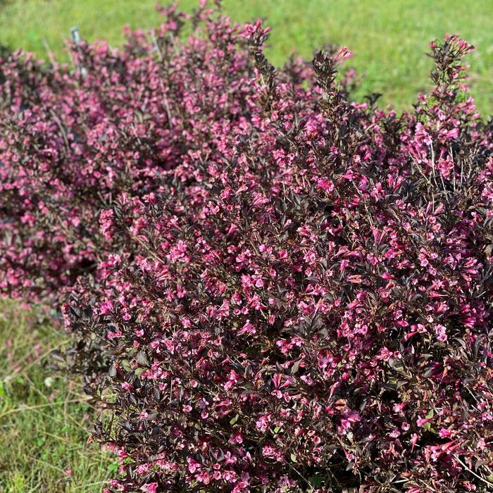 Weigela - Weigela florida