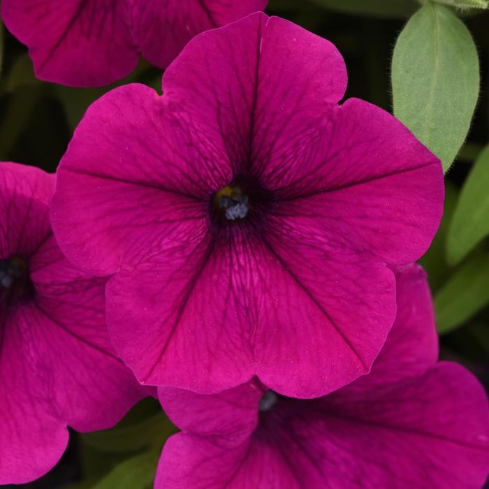 Petunia - Petunia x hybrida Cannonball™ Burgundy Petunia - Petunia x hybrida Cannonball™ Burgundy
