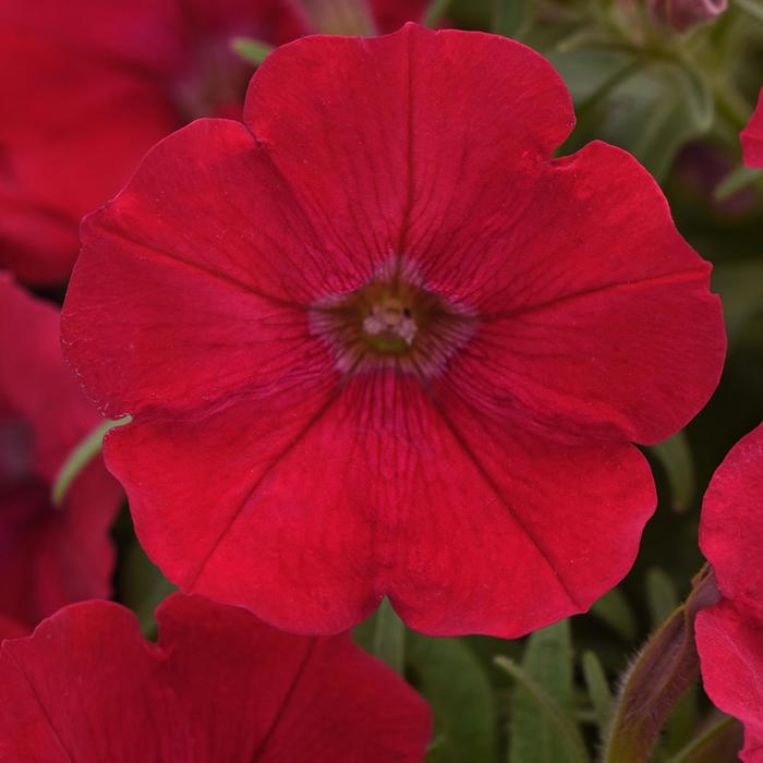 Petunia - Petunia x hybrida Cannonball™ Red Petunia - Petunia x hybrida Cannonball™ Red