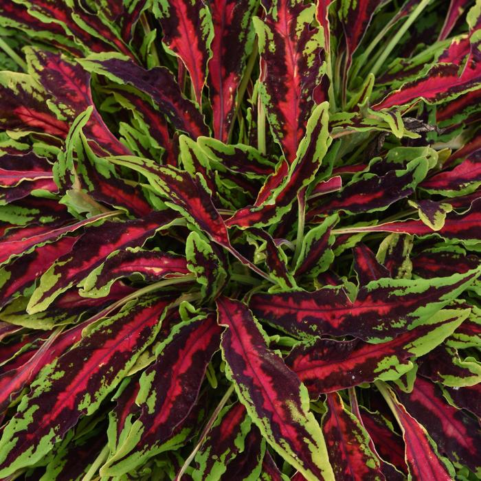 Coleus - Solenostemon scutellarioides 'Spitfire' Coleus - Solenostemon scutellarioides 'Spitfire'