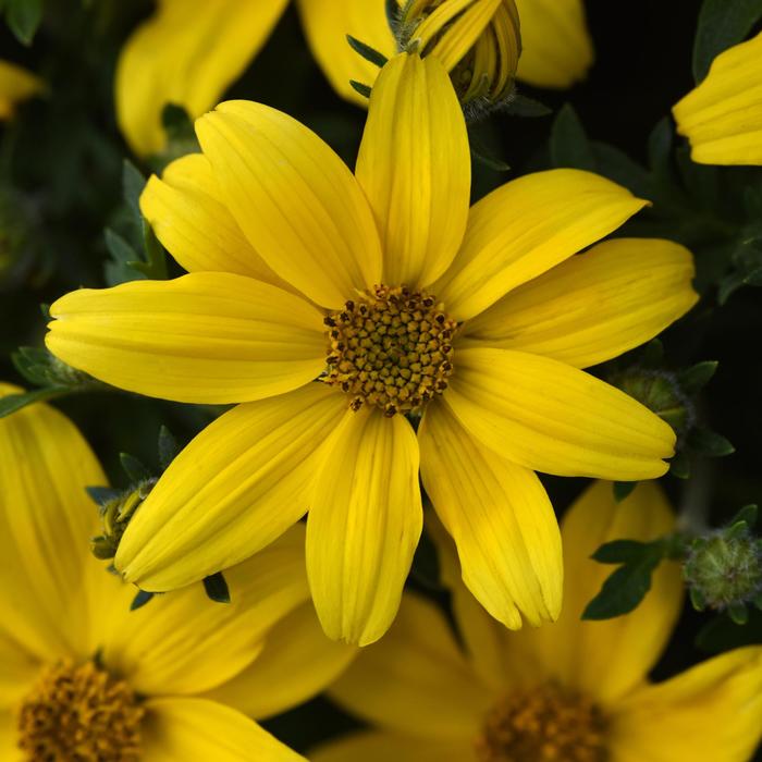 Bidens - Bidens ferulifolia 'Sun Drop'