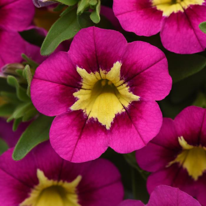 Calibrachoa - Calibrachoa Bumble Bee™ Hot Pink