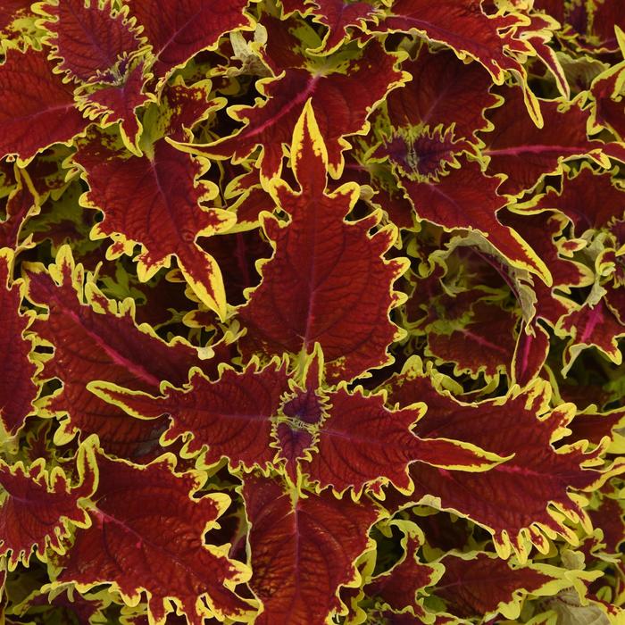 Coleus - Solenostemon scutellarioides 'Copperhead' Coleus - Solenostemon scutellarioides 'Copperhead'