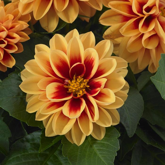 Dahlietta&reg; Candy - Dahlia 