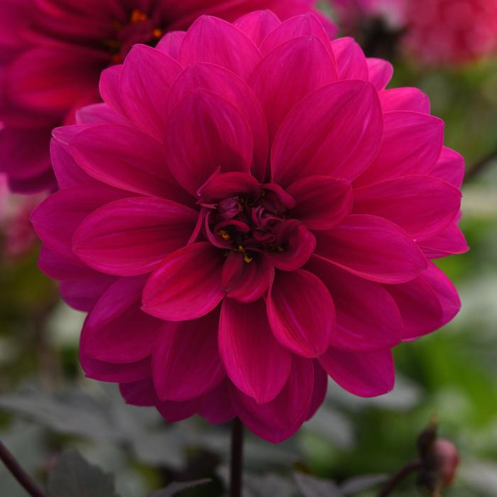 Dahlia - Dahlia hybrid City Lights™ Neon