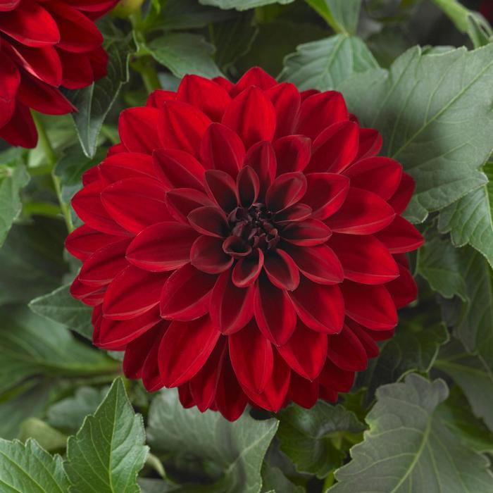 Dahlia - Dahlia Dalaya® 'Vampire'