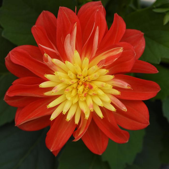 Dalaya&reg; Fireball - Dahlia 
