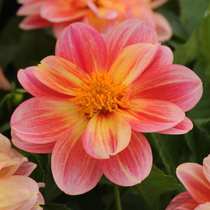 Dahlia - Dahlia Dalaya® 'Pink Lemon' Dahlia - Dahlia Dalaya® 'Pink Lemon'