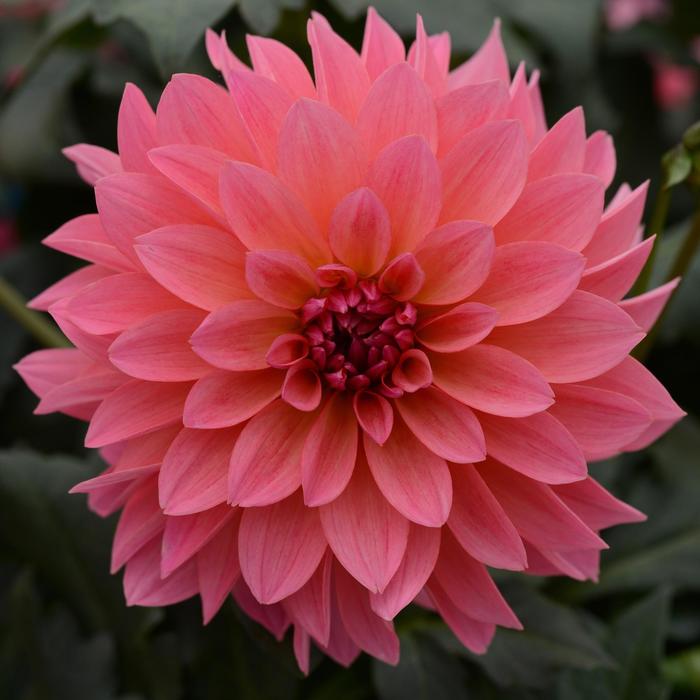 Dahlia - Dahlia Venti™ 'Passion Fruit'