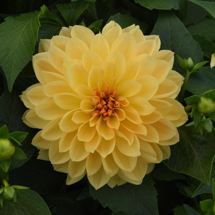 Dahlia - Dahlia 