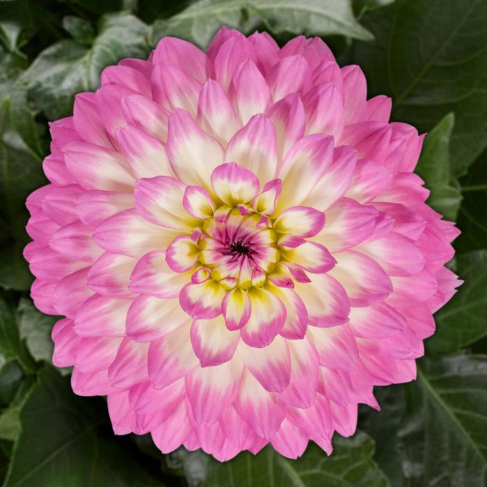Venti™ Pink+White Eye - Dahlia 