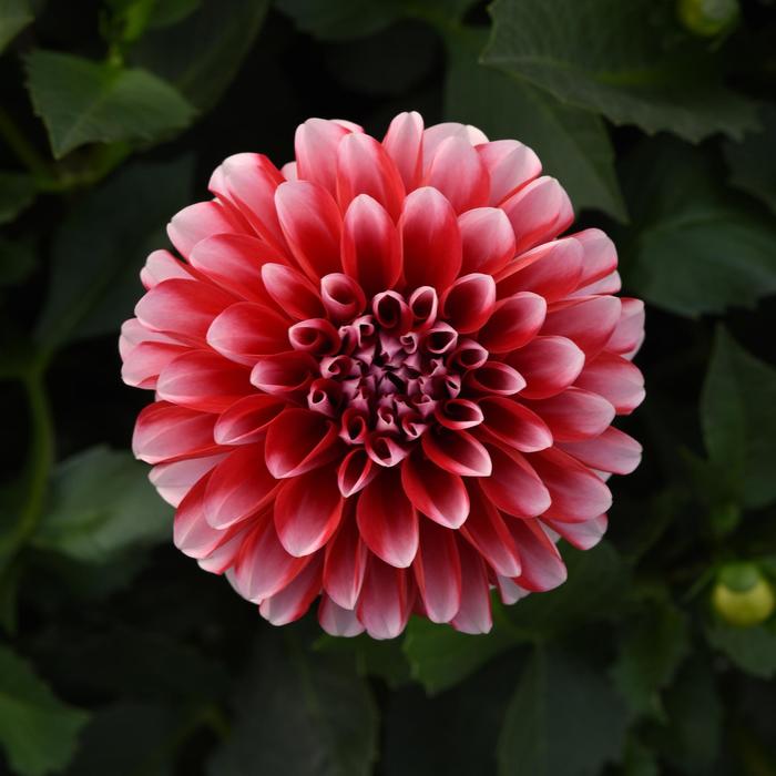 Dahlia - Dahlia Venti™ 'Red+White'