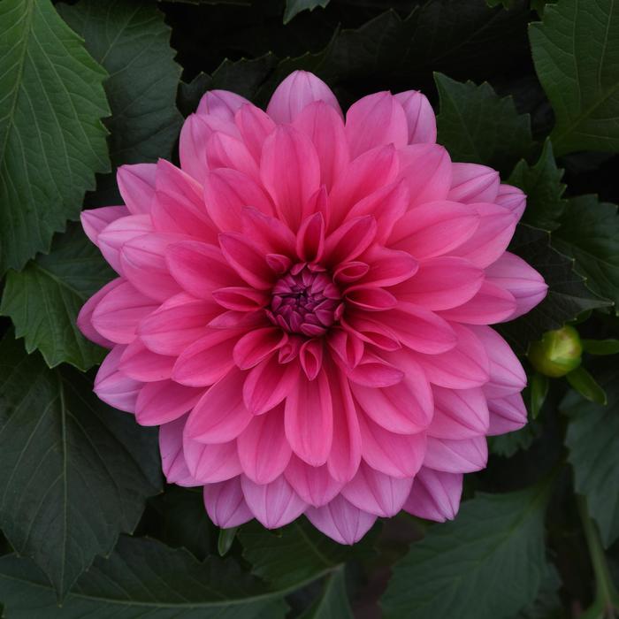 Dahlia - Dahlia Venti™ 'Light Rose' Dahlia - Dahlia Venti™ 'Light Rose'