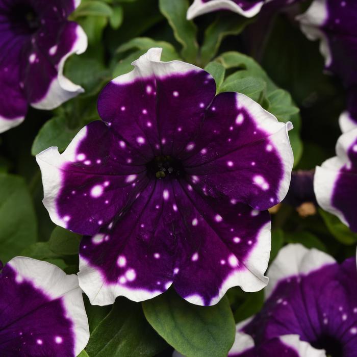 Petunia - Petunia hybrid Main Stage™ 'Glacier Sky'