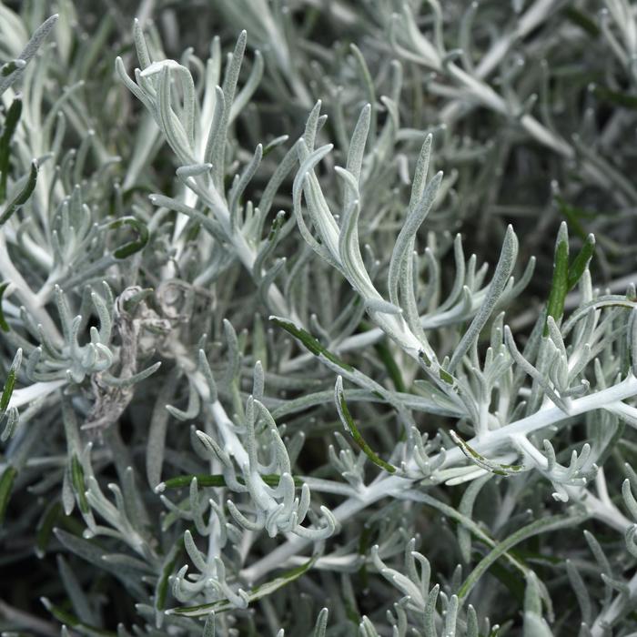 Silver Threads - Helichrysum italicum 'Silver Threads' (Curry Plant) Silver Threads - Helichrysum italicum 'Silver Threads' (Curry Plant)