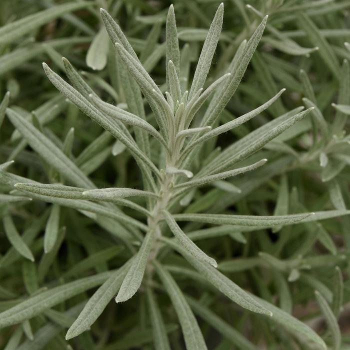 Helichrysum - Helichrysum italicum 'Silver Ribbon'