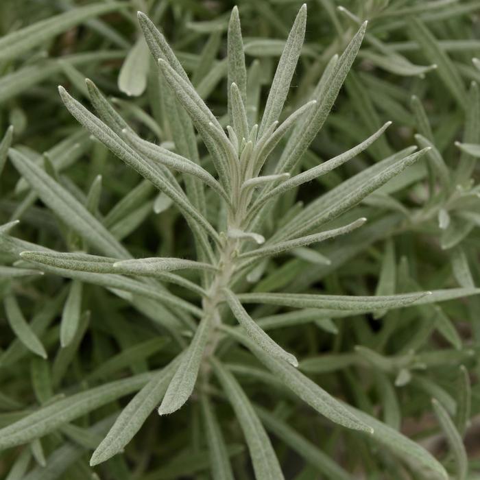 Helichrysum - Helichrysum italicum 'Silver Ribbon' Helichrysum - Helichrysum italicum 'Silver Ribbon'