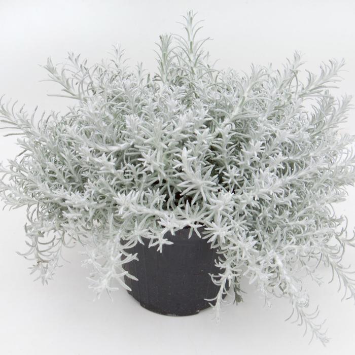 Helichrysum - Helichrysum italicum 'Silver Stitch Imp' 