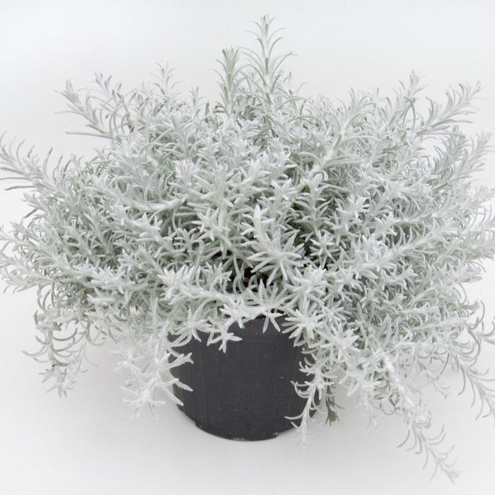 Helichrysum - Helichrysum italicum 'Silver Stitch Imp' Helichrysum - Helichrysum italicum 'Silver Stitch Imp'