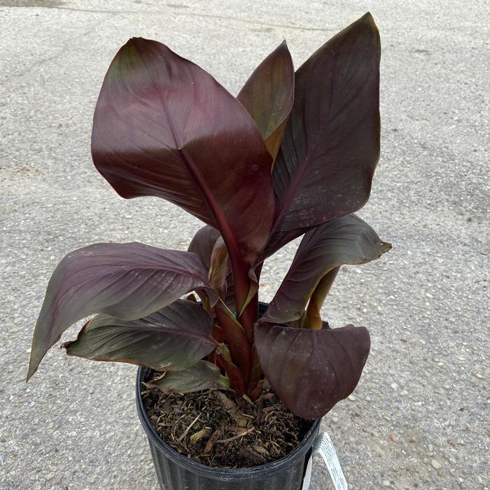 Canna - Canna 'Tropical Bronze Scarlet' Canna - Canna 'Tropical Bronze Scarlet'