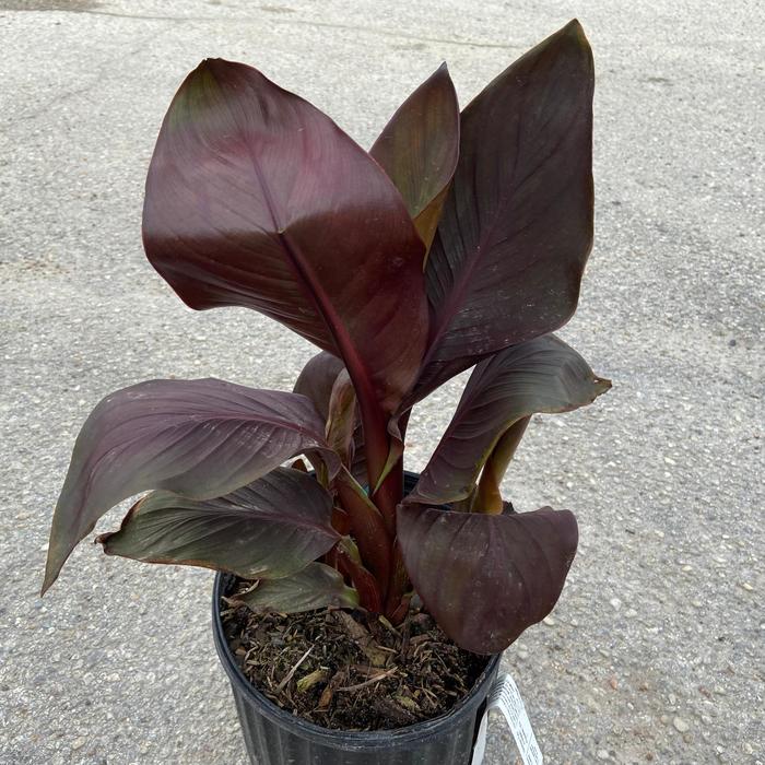 Canna - Canna 'Tropical Bronze Scarlet' 