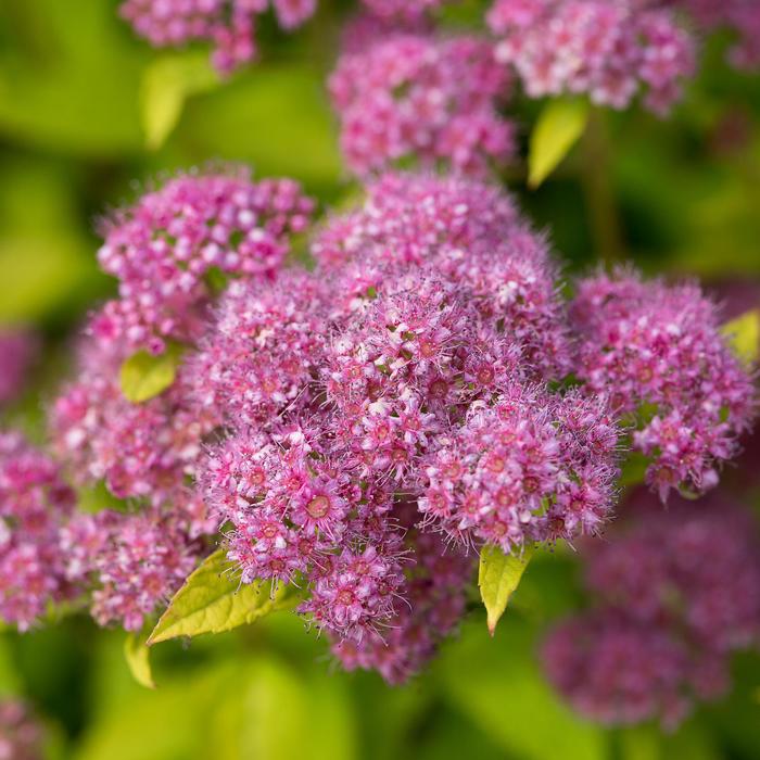'Little Spark™' Japanese Spirea - Spiraea japonica