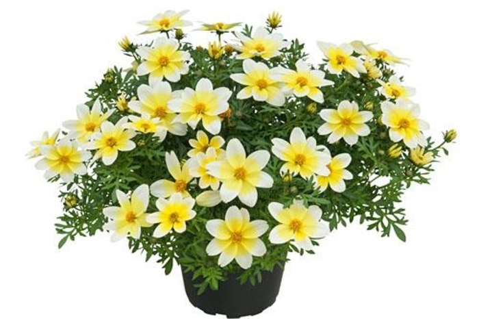 Bidens - Bidens 'Spicy Electric White'