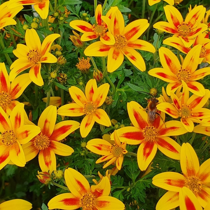 Bidens - Bidens 'Tiger Bee'